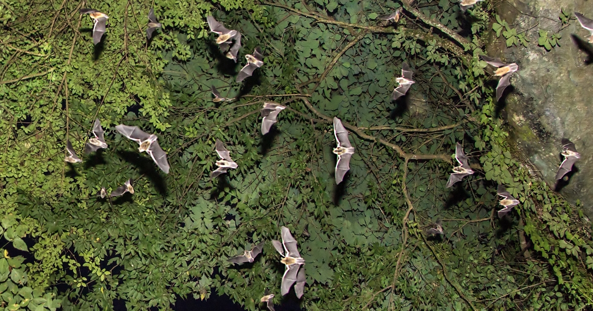 Gray Bat (Myotis grisescens) U.S. Fish & Wildlife Service